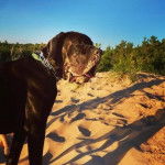 Un Bull Daniff sur une surface sableuse et portant un collier autour du cou