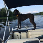 Un Bull Daniff sur un bateau et portant un collier autour du cou
