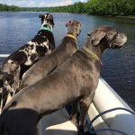 Trois Bull Daniff sur un bateau et portant tous les trois un collier autour de leurs cous 