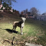 Un Bull Daniff sur un terrain herbeux et regardant vers la caméra 