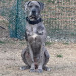 Un Bull Daniff assis sur un terrain herbeux et portant un collier autour du cou