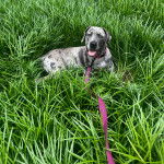 Un Bull Daniff allongé sur une surface herbacée et qui est tenu en laisse 