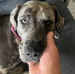 Un Bull Daniff allongé sur un canapé et portant un collier autour du cou