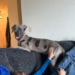 Un Bull Daniff sur un canapé tirant la langue et portant un collier autour du cou