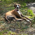 Un Bull Daniff allongé sur un sol jonchés de feuilles mortes et portant un collier autour du cou