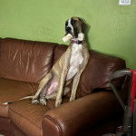 Un Bull Daniff ayant un objet dans la gueule et portant un collier autour du cou