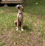 Un Bull Daniff assis sur un terrain herbeux et portant un collier autour du cou