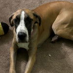 Un Bull Daniff allongé sur une moquette et portant un collier autour du cou