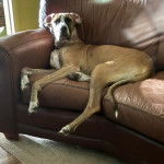 Un Bull Daniff allongé sur un canapé et portant un collier autour du cou