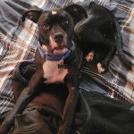 Un Bull Daniff allongé sur un lit et portant un collier autour du cou