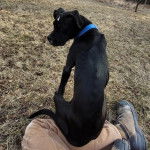 Un Bull Daniff assis sur le jambe d'une personne et portant un collier autour du cou
