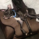 Un Bull Daniff allongé sur un canapé et portant un collier autour du cou