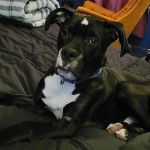 Un Bull Daniff regardant vers la caméra et portant un collier autour du cou