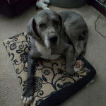 Un Bull Daniff allongé et regardant vers la caméra 