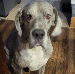 Un Bull Daniff assis sur un plancher et portant un collier autour du cou