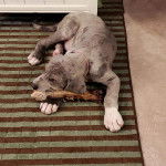 Un chiot Bull Daniff croquant un os et portant un collier autour du cou