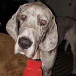 Un Bull Daniff regardant vers la caméra et semblant se faire caresser 