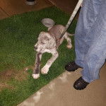 Un Bull Daniff sur une surface herbacée et qui est tenu en laisse 