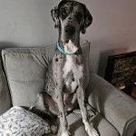 Un Bull Daniff assis sur un fauteuil et portant un collier autour du cou