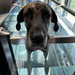 Un Bull Daniff dans l'eau et regardant vers la caméra 