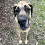 Un Bull Daniff sur une surface herbacée et regardant vers la caméra 