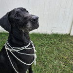 Un Bull Daniff assis sur une surface herbacée et portant des perles autour du cou 