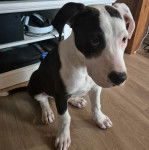 Un Bull Daniff assis sur un plancher et semblant dormir 