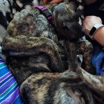 Un Bull Daniff allongé et semblant dormir 