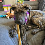 Un Bull Daniff portant un harnais et regardant vers la caméra