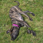 Un Bull Daniff allongé sur un terrain herbeux et portant un collier autour du cou