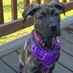 Un Bull Daniff assis sur un plancher et portant un harnais 