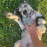 Un Bull Daniff allongé sur une surface herbacée et semblant se faire caresser par une personne 