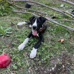 Un Bull Daniff tirant la langue et portant un collier autour du cou