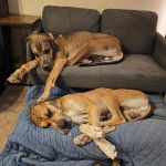 Deux Bull Daniff allongés et semblant tous les deux dormir 