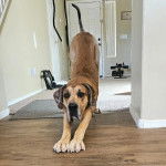 Un Bull Daniff sur un plancher et semblant s'étirer