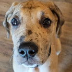 Un Bull Daniff sur un plancher et portant un collier autour du cou