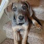 Un Bull Daniff assis sur une marche d'escaliers et portant un collier autour du cou