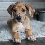 Un chiot Bull Daniff allongé et regardant vers la caméra 