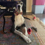 Un Bull Daniff allongé sur un tapis et portant un collier autour du cou