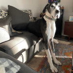 Un Bull Daniff sur un canapé et portant un collier autour du cou