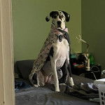 Un Bull Daniff assis sur un lit et portant une carpe 