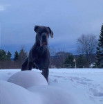 Un Bull Daniff sur une surface enneigée et regardant vers la caméra 