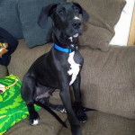 Un Bull Daniff assis sur un canapé et portant un collier autour du cou