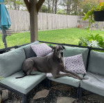 Un Bull Daniff allongé sur un canapé et semblant détendu 