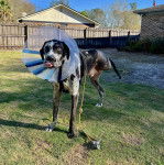 Un Bull Daniff sur une surface herbacée et portant un harnais