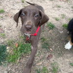 Un Bull Daniff regardant vers la caméra et portant un collier autour du cou