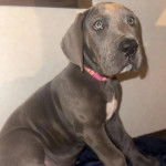 Un Bull Daniff assis et portant un collier autour du cou