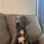 Un Bull Daniff assis sur un canapé et semblant détendu 