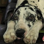 Un Bull Daniff allongé et regardant vers la caméra 