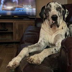Un Bull Daniff allongé sur un canapé et regardant vers la caméra 